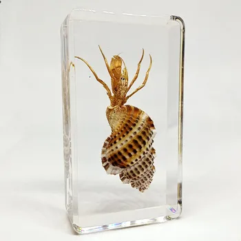 Настоящее животное насекомое образец смолы крикет паук скорпион саранча сороконожка таракан пчела бабочка жук