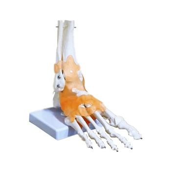 Натуральная модель функционирования большого голеностопного сустава скелет с оборудованием для обучения связкам