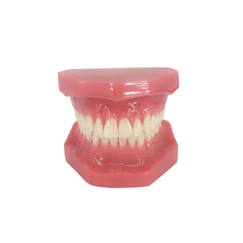 Новая модель зубов для изучения, преподавания, образования, обычная модель зубов для взрослых, стоматология полости рта, Медицинские стоматологические изделия